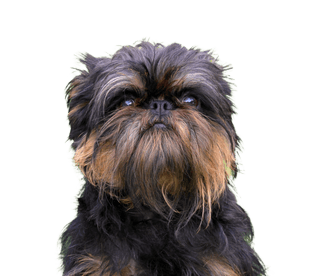 Belgischer Griffon