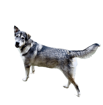 Alaskan Malador Alaskan Malador