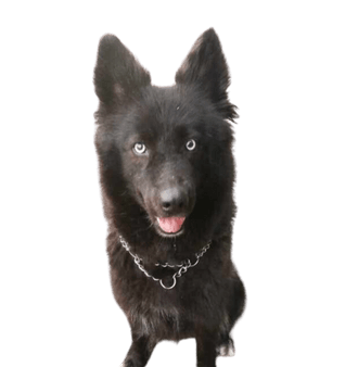 Altdeutscher Schäferhund Husky Mix