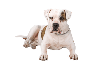 American Bulldog