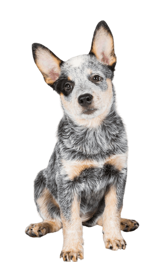 Australian Cattle Dog