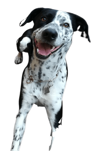 Australian Dalmatian