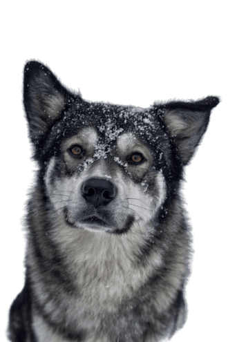 Australian Shepherd Malamute Australian Shepherd Malamute