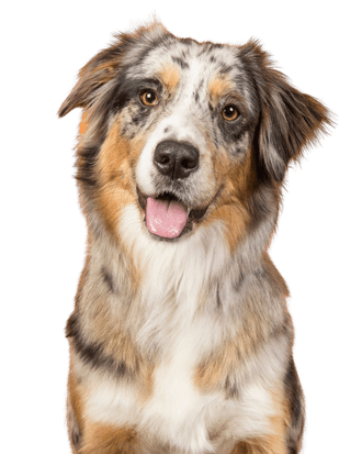 Australian Shepherd