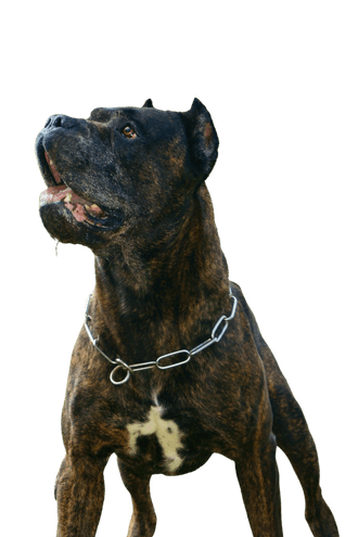 Bandog