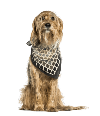 Stichelhaariger Bosnischer Laufhund
