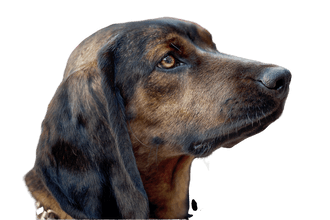Bayerischer Gebirgsschweißhund Bayerischer Gebirgsschweißhund