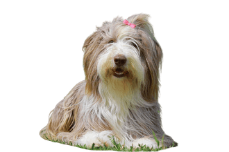 Bearded Collie