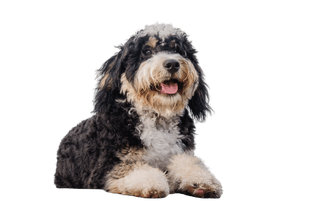 Bernedoodle