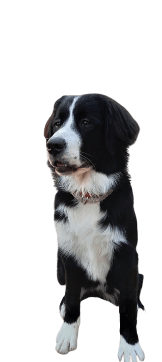 Berner Landseer