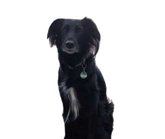 Irish Setter Border Collie Mix