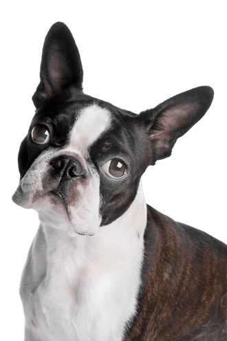 Boston Terrier