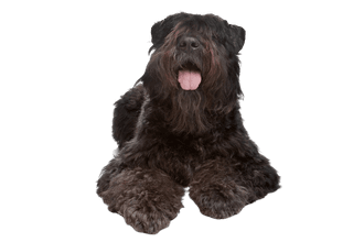 Bouvier des Flandres