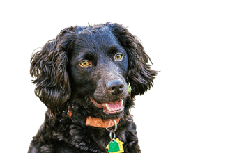 Boykin Spaniel