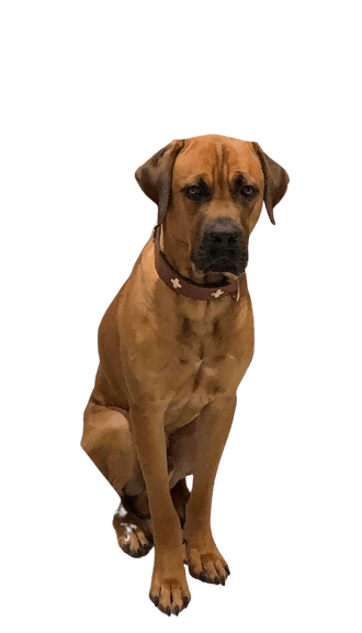 Broholmer Cane Corso Mix