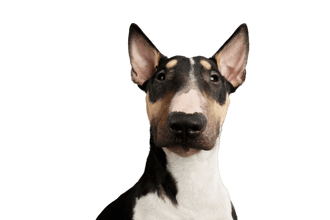 Miniature Bull Terrier