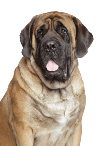 Mastiff