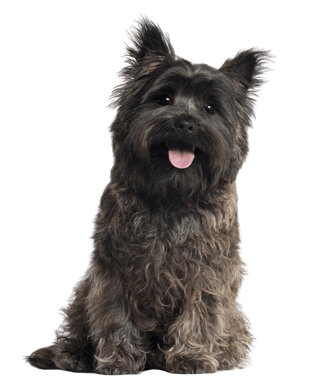 Cairn Terrier