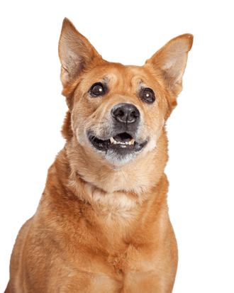 American Dingo