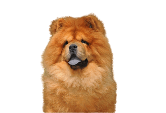 Chow Chow