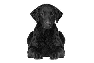 Curly Coated Retriever