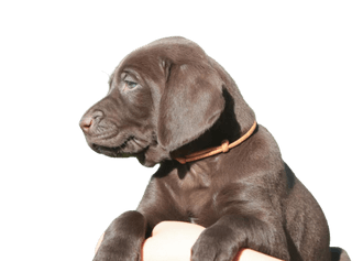 German Shorthaired Lab