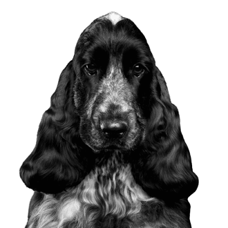 English Cocker Spaniel