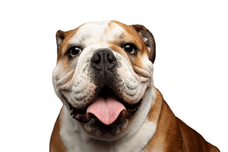 Englische Bulldogge