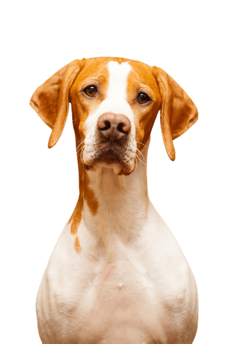 English Pointer