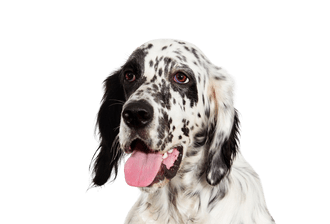 English Setter