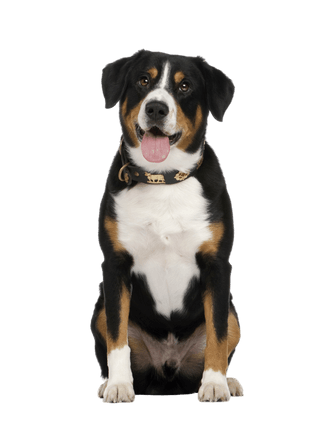 Entlebucher Sennenhund