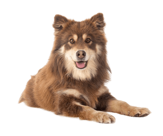 Finnischer Lapphund