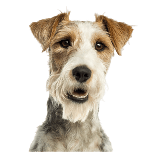 Fox Terrier