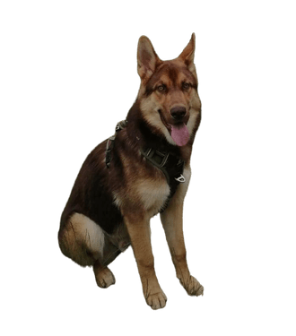 Gerberian Shepsky Gerberian Shepsky