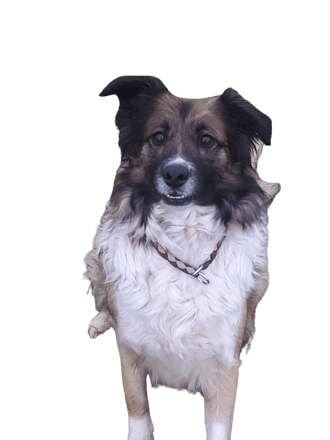 Golden Border Retriever Golden Border Retriever