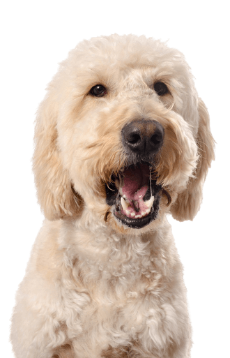 Goldendoodle Goldendoodle