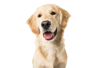 Golden Retriever Golden Retriever