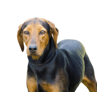Griechischer Laufhund