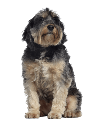 Blauer Gascogner Griffon