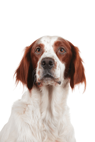 Irish Red and White Setter