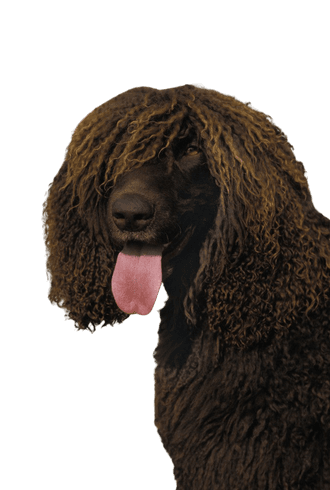 Irish Water Spaniel