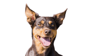 Australian Kelpie