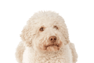 Lagotto Romagnolo