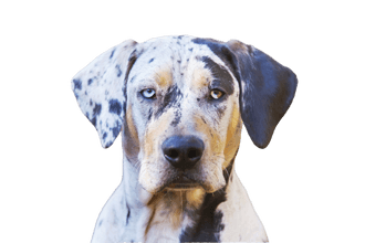 Catahoula Bulldog