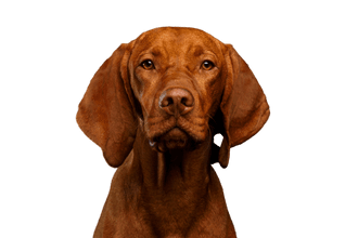 Kurzhaar Vizsla