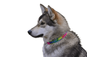 Malamute Tschechoslowakischer Wolfshund Mix