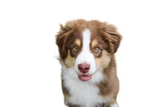 Miniature American Shepherd