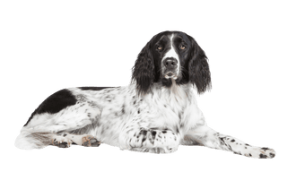 Münsterländer
