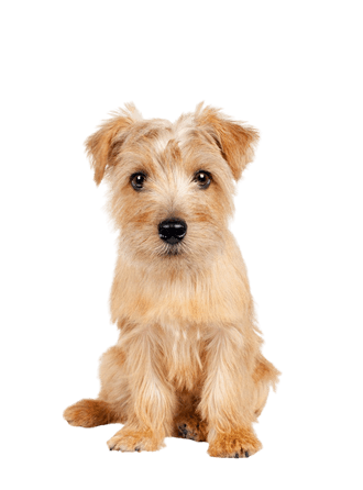 Norfolk Terrier