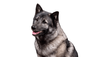 Norwegischer Elchhund grau